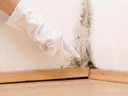 Why You Should Choose Our Mold Remediation Services in Enochville, NC